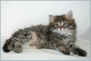 Female Siberian Kitten from Deedlebug Siberians